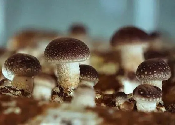 植物常识问题|蘑菇品种
