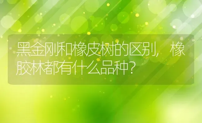 黑金刚和橡皮树的区别,橡胶林都有什么品种？ | 养殖常见问题