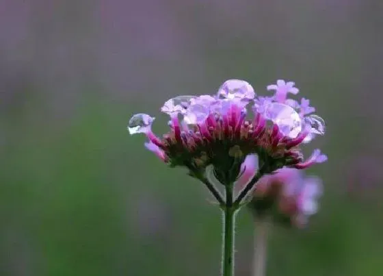 植物常识问题|马鞭草长什么样子图片