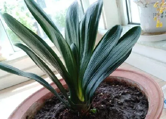 植物常识问题|君子兰怎样换盆不烂根不落叶