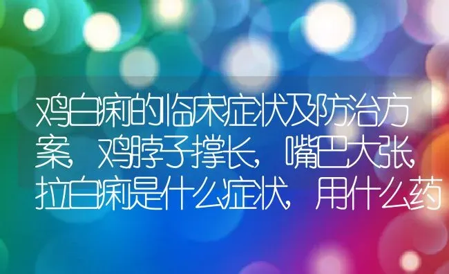 鸡白痢的临床症状及防治方案,鸡脖子撑长,嘴巴大张,拉白痢是什么症状,用什么药 | 养殖常见问题