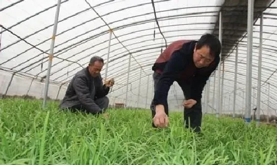 植物常识问题|大棚韭菜灰霉病的防治方法（韭菜灰霉病用什么药防治）