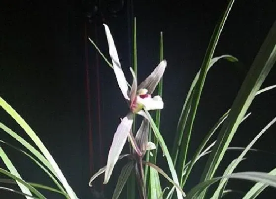 植物常识问题|寒兰品种哪个品种最好 最值得养的名贵寒兰品种排名