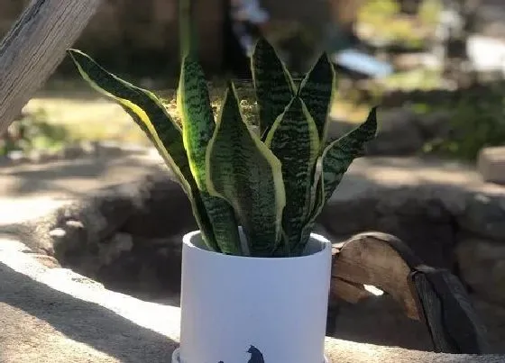植物常识问题|虎皮兰不生小芽叶片发软怎么办  如何养护处理