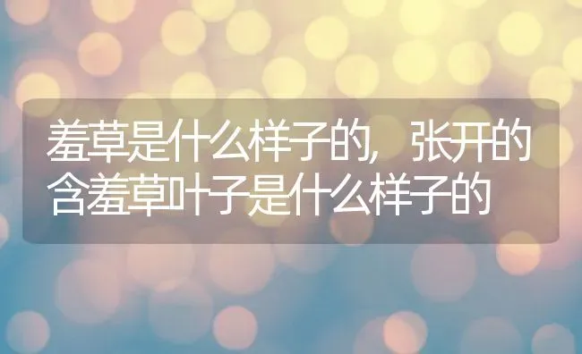 羞草是什么样子的,张开的含羞草叶子是什么样子的 | 养殖常见问题
