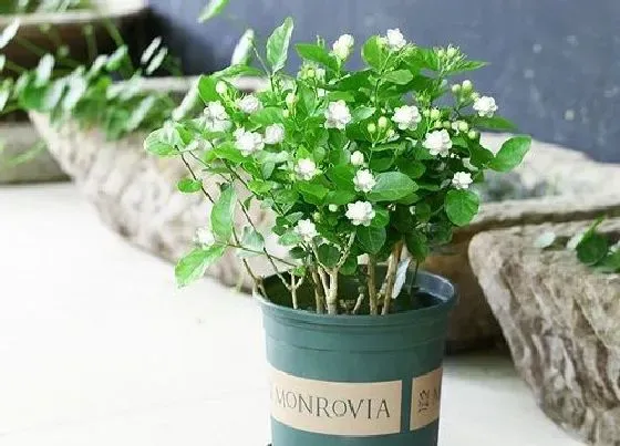 植物常识问题|茉莉花能放在卧室吗 对人身体有没有害