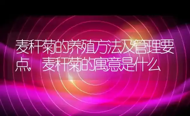 麦秆菊的养殖方法及管理要点,麦秆菊的寓意是什么 | 养殖常见问题