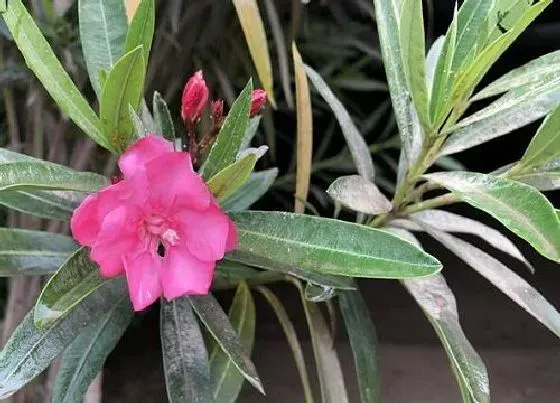 植物常识问题|初养花友需要避开的微毒植物