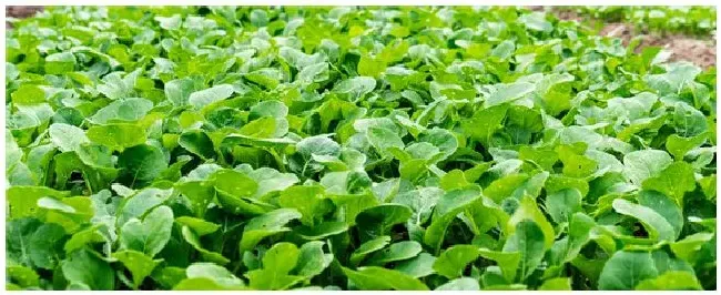 7月份种植什么蔬菜 | 农业答疑