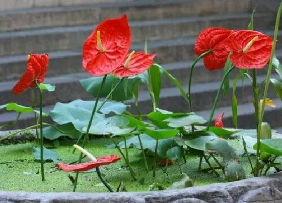 植物常识问题|红掌各时期对水需求各不同应该如何正确浇水