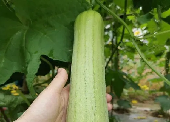 植物常识问题|丝瓜生长周期  丝瓜的种植时间和方法