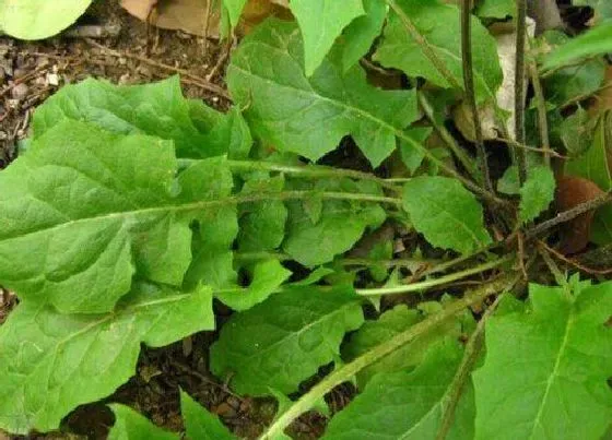 植物常识问题|氯氟吡氧乙酸除草剂除什么草 除杂草特点范围及低温效果