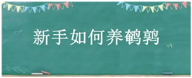 新手如何养鹌鹑 | 农业答疑