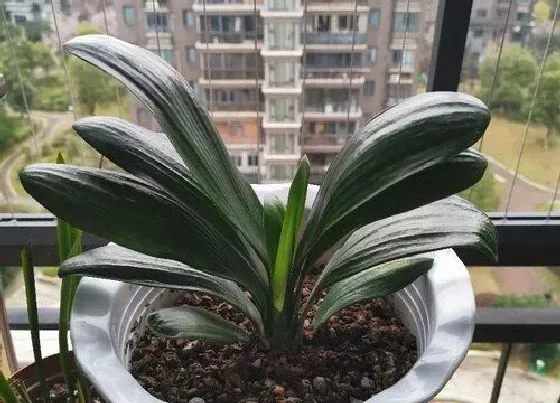 植物常识问题|君子兰怎样换盆不烂根不落叶