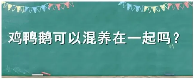 鸡鸭鹅可以混养在一起吗 | 科普知识