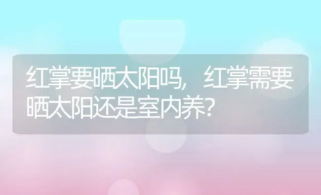 红掌要晒太阳吗,红掌需要晒太阳还是室内养？ | 养殖常见问题