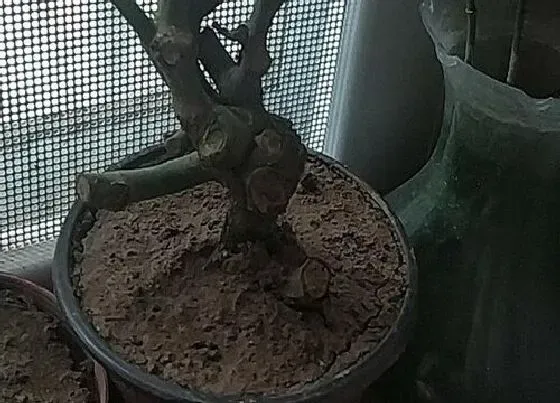 植物常识问题|有哪些常见的月季扦插方法