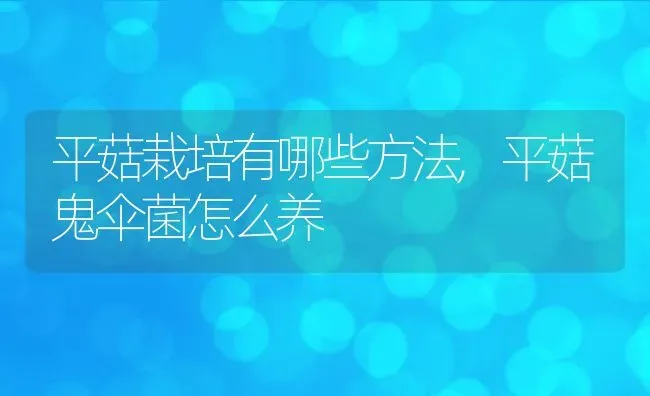 平菇栽培有哪些方法,平菇鬼伞菌怎么养 | 养殖常见问题