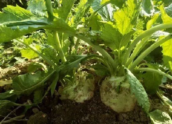 植物常识问题|大头菜长什么样子图片