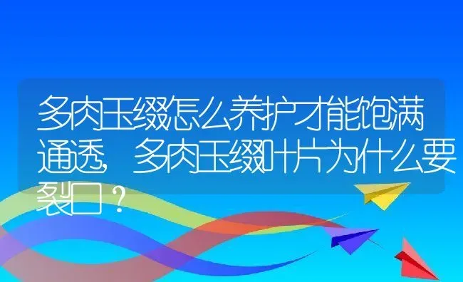 多肉玉缀怎么养护才能饱满通透,多肉玉缀叶片为什么要裂口？ | 养殖常见问题