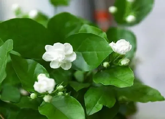植物常识问题|茉莉花能放在卧室吗 对人身体有没有害