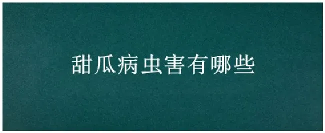 甜瓜病虫害有哪些 | 农业问题