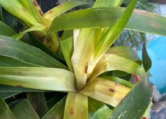 植物常识问题|龙血兰适合家里养吗 龙血兰可以养家里吗