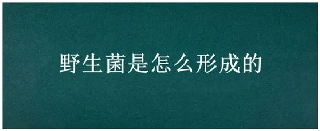 野生菌是怎么形成的 | 农业答疑