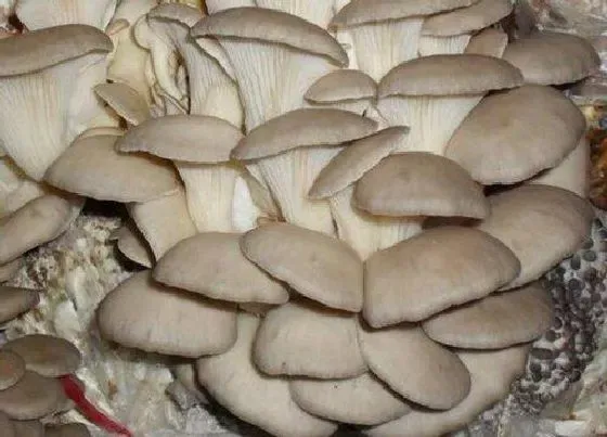 植物常识问题|蘑菇品种