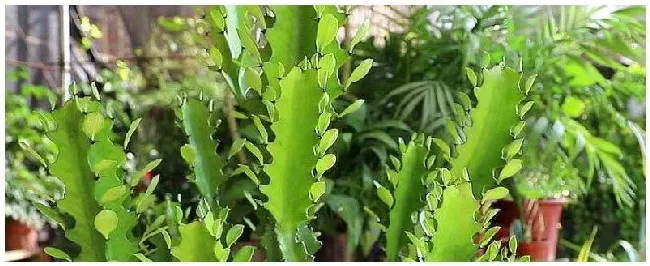 龙骨花的繁殖方法 | 农业问题