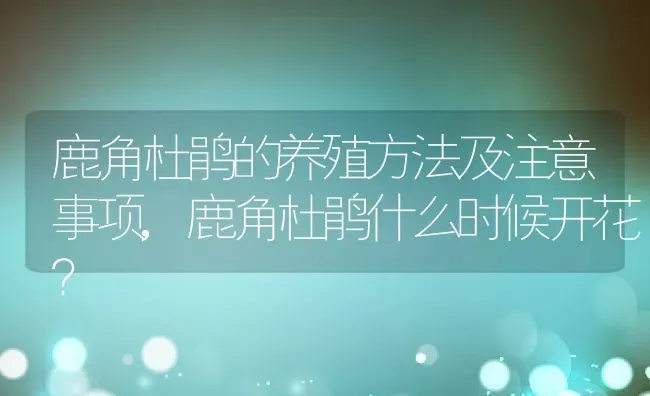 鹿角杜鹃的养殖方法及注意事项,鹿角杜鹃什么时候开花？ | 养殖常见问题