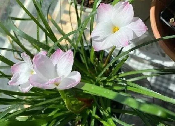 植物常识问题|风雨兰开花多都有哪些养护方法