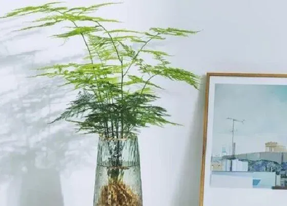 植物常识问题|文竹好养吗