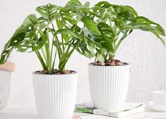 植物常识问题|龟背竹顺利开背的方法有哪些
