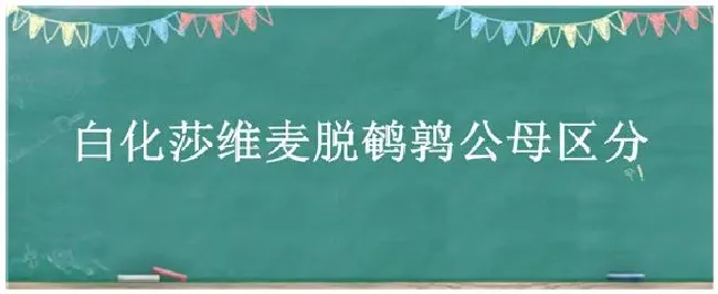 白化莎维麦脱鹌鹑公母区分 | 农业常识