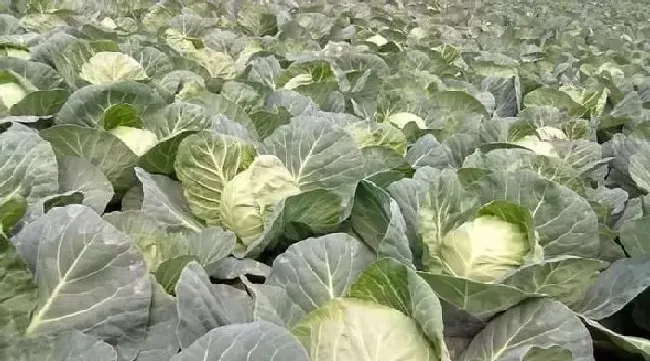 植物常识问题|甘蓝菜的种植方法和时间（甘蓝包菜什么时候种植最好）