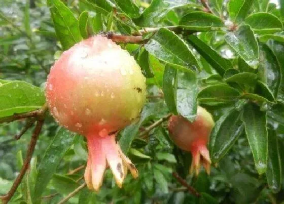 植物常识问题|石榴树哪个季节修剪最好（石榴怎么剪枝好看结果多）