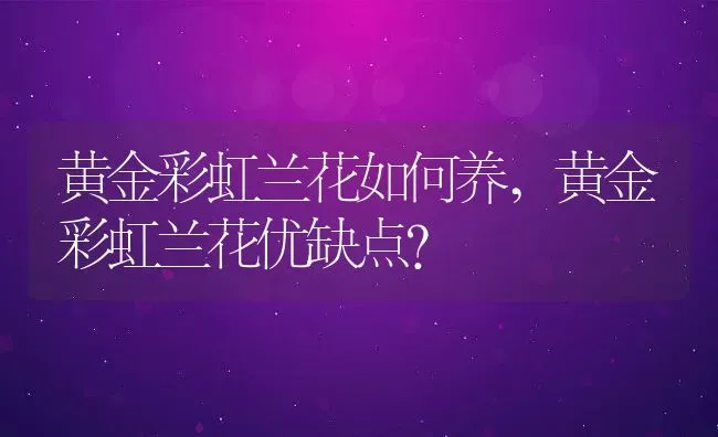 黄金彩虹兰花如何养,黄金彩虹兰花优缺点？ | 养殖常见问题