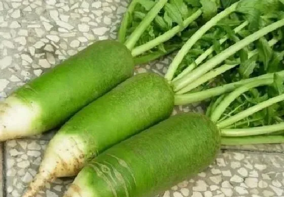 植物常识问题|简述萝卜产生空心原因和防止对策（空心现象由什么引起）