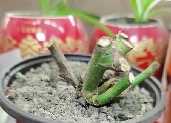 植物常识问题|有哪些常见的月季扦插方法