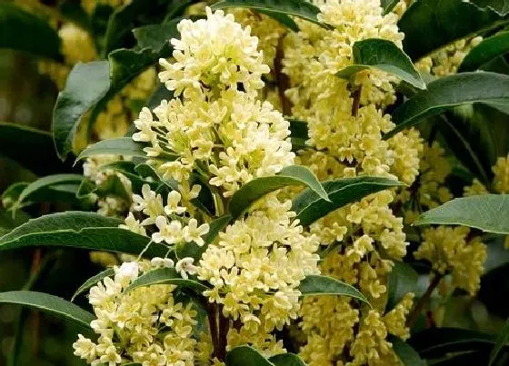 植物常识问题|桂花在什么季节开放 有几个品种