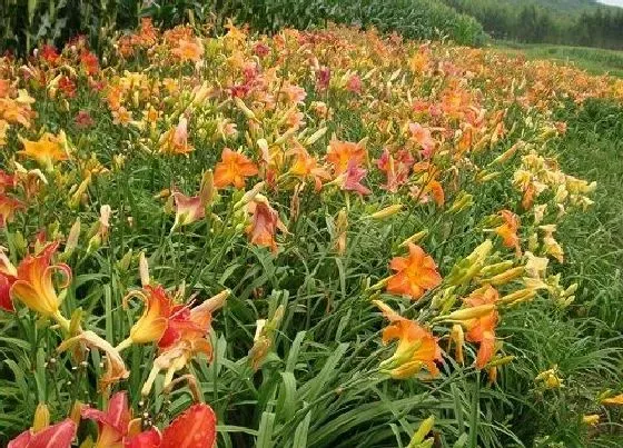 植物常识问题|萱草和黄花菜的区别