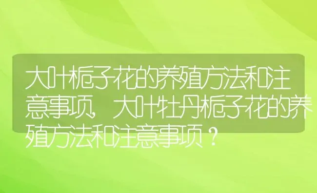 大叶栀子花的养殖方法和注意事项,大叶牡丹栀子花的养殖方法和注意事项？ | 养殖常见问题