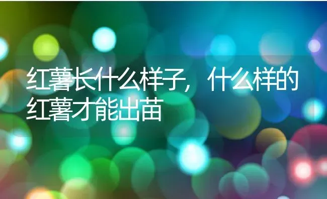 红薯长什么样子,什么样的红薯才能出苗 | 养殖常见问题