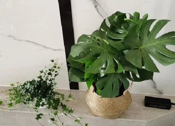 植物常识问题|龟背竹顺利开背的方法有哪些