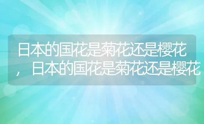 日本的国花是菊花还是樱花,日本的国花是菊花还是樱花 | 养殖常见问题