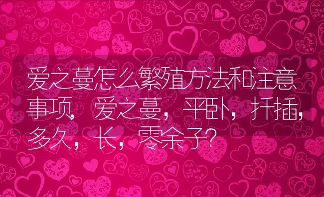 爱之蔓怎么繁殖方法和注意事项,爱之蔓，平卧，扦插，多久，长，零余子？ | 养殖常见问题