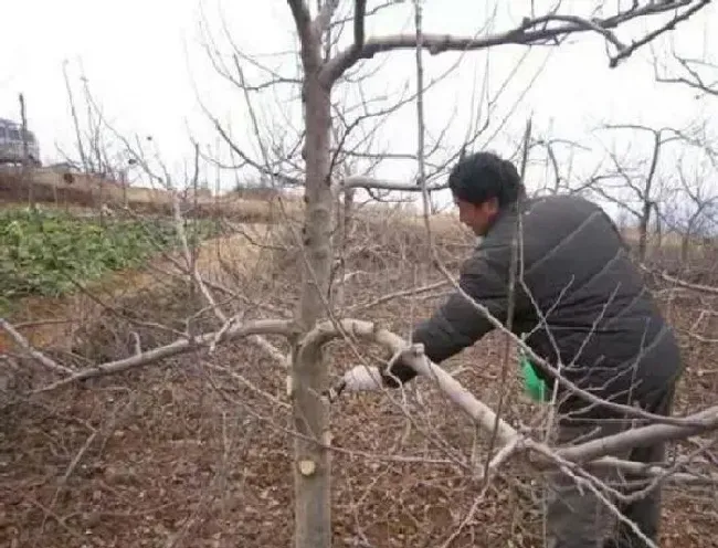 植物常识问题|苹果树的冬剪方法（冬季苹果树修剪方法与技术讲解）