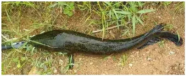 黑鱼养殖周期 | 农业常识