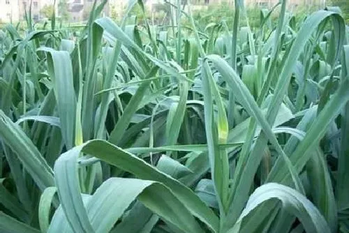 植物常识问题|种大蒜的浇水和施肥管理技（水肥需要怎么管理才高产）